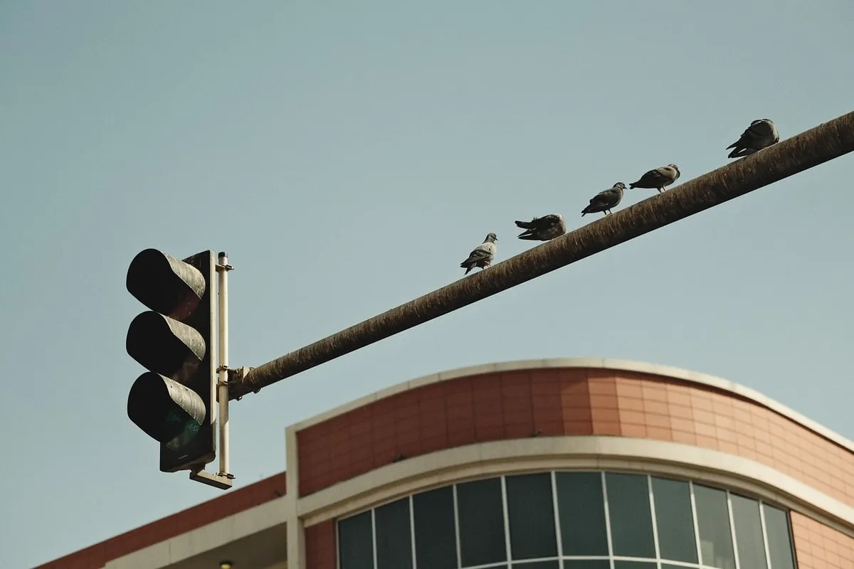 bird, traffic light, urban bird, city wildlife, perched bird, street scene, cityscape, nature, urban nature, bird on traffic signal, city life, urban environmen